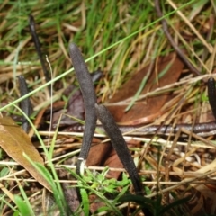 Geoglossum at Paddys River, ACT - 30 Jul 2021