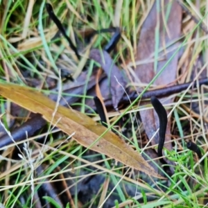 Geoglossum at Paddys River, ACT - 30 Jul 2021