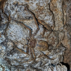 Unidentified Huntsman spider (Sparassidae) (TBC) at Kambah, ACT - 30 Jul 2021 by HelenCross
