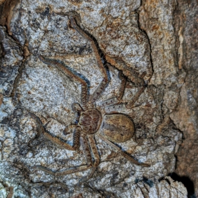 Isopeda canberrana (Canberra Huntsman Spider) at Kambah, ACT - 30 Jul 2021 by HelenCross