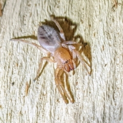 Clubiona sp. (genus) (Unidentified Stout Sac Spider) at Kambah, ACT - 30 Jul 2021 by HelenCross