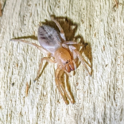 Clubiona sp. (genus) (Unidentified Stout Sac Spider) at Lions Youth Haven - Westwood Farm - 30 Jul 2021 by HelenCross