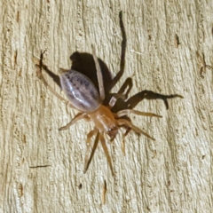 Clubiona sp. (genus) at Kambah, ACT - 30 Jul 2021