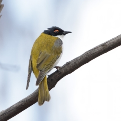 Melithreptus lunatus (White-naped Honeyeater) at Rendezvous Creek, ACT - 27 Jul 2021 by Leo