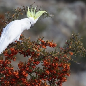 Cacatua galerita at Booth, ACT - 27 Jul 2021 02:44 PM