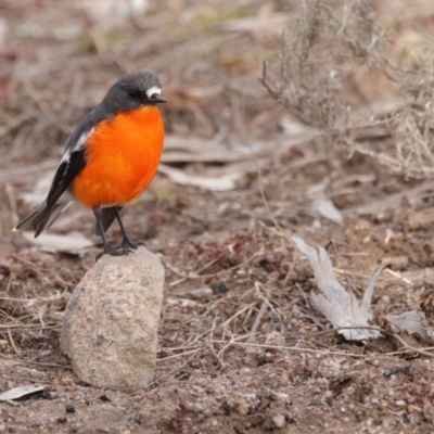 Petroica phoenicea (Flame Robin) at Rendezvous Creek, ACT - 27 Jul 2021 by Leo