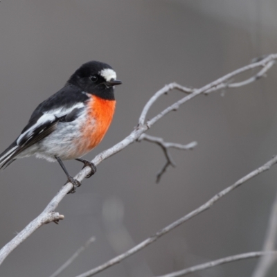 Petroica boodang (Scarlet Robin) at Namadgi National Park - 27 Jul 2021 by Leo