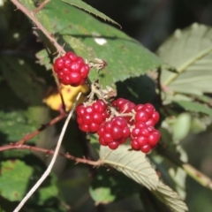 Rubus anglocandicans (Blackberry) at Bruce, ACT - 11 Apr 2021 by MichaelBedingfield