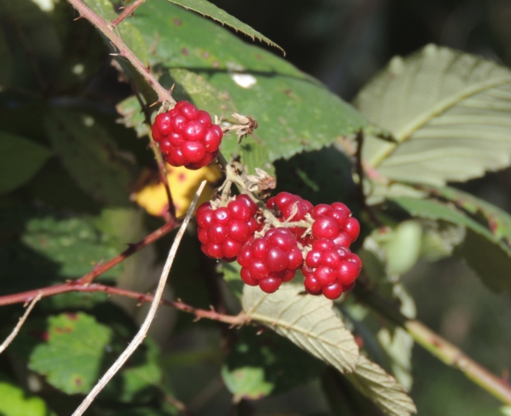 Rubus anglocandicans at Bruce, ACT - 11 Apr 2021