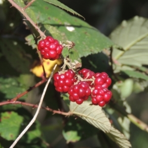 Rubus anglocandicans at Bruce, ACT - 11 Apr 2021