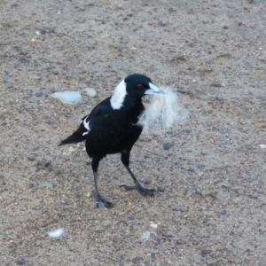 Gymnorhina tibicen at Queanbeyan West, NSW - 31 Jul 2021 08:29 AM