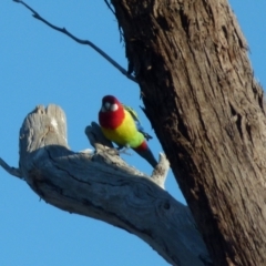 Platycercus eximius (Eastern Rosella) at Queanbeyan West, NSW - 31 Jul 2021 by Paul4K