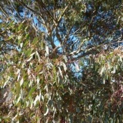 Eucalyptus polyanthemos (Red Box) at Queanbeyan West, NSW - 30 Jul 2021 by Paul4K