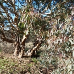 Eucalyptus polyanthemos at Queanbeyan West, NSW - 31 Jul 2021