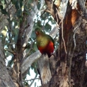 Alisterus scapularis at Queanbeyan West, NSW - 31 Jul 2021