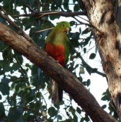 Alisterus scapularis at Queanbeyan West, NSW - 31 Jul 2021