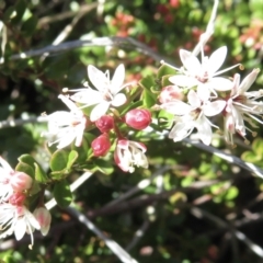 Leionema lamprophyllum subsp. obovatum (Shiny Phebalium) at Cotter River, ACT - 29 Jul 2021 by RobParnell