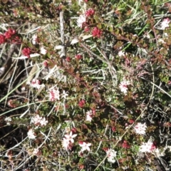 Leionema lamprophyllum subsp. obovatum at Cotter River, ACT - 29 Jul 2021