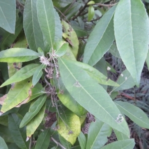 Olearia argophylla at Paddys River, ACT - 29 Jul 2021