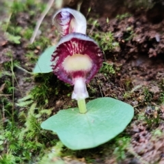 Corysanthes grumula (Stately helmet orchid) at Paddys River, ACT - 30 Jul 2021 by RobG1