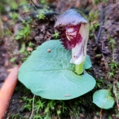 Corysanthes grumula at suppressed - suppressed