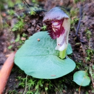 Corysanthes grumula at suppressed - 30 Jul 2021