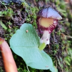 Corysanthes grumula at suppressed - 30 Jul 2021