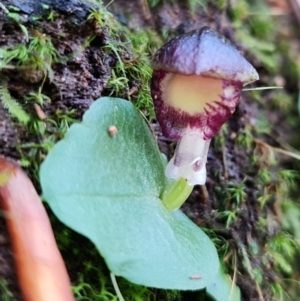 Corysanthes grumula at suppressed - suppressed