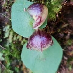 Corysanthes grumula at suppressed - suppressed