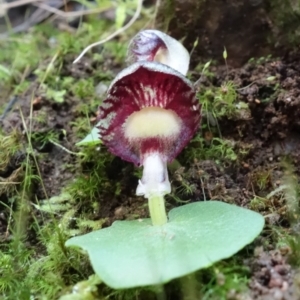 Corysanthes grumula at suppressed - suppressed