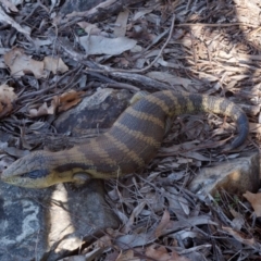 Tiliqua scincoides scincoides (Eastern Blue-tongue) at Jerrabomberra Wetlands - 30 Jul 2021 by DPRees125