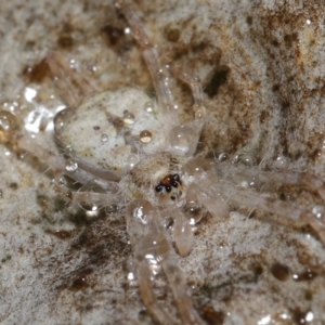 Tamopsis sp. (genus) at Downer, ACT - 20 Jul 2021