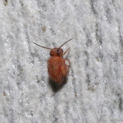 Symphypleona sp. (order) (Globular springtail) at ANBG - 25 Jul 2021 by TimL