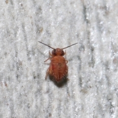 Symphypleona sp. (order) at Acton, ACT - 25 Jul 2021