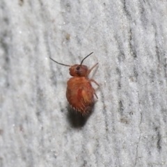 Symphypleona sp. (order) at Acton, ACT - 25 Jul 2021