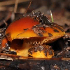 Cortinarius sp. (Cortinarius) at Downer, ACT - 23 Jul 2021 by TimL