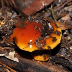 Cortinarius sp. at Downer, ACT - 23 Jul 2021 12:24 PM