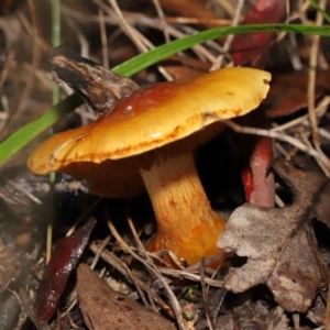 Cortinarius sp. at Downer, ACT - 23 Jul 2021 12:24 PM