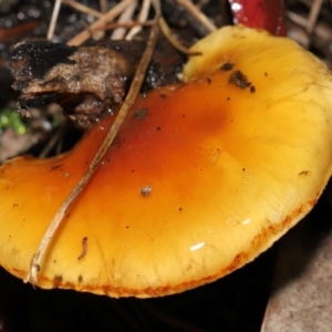 Cortinarius sp. at Downer, ACT - 23 Jul 2021 12:24 PM