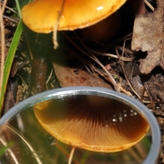 Cortinarius sp. at Downer, ACT - 23 Jul 2021 12:24 PM