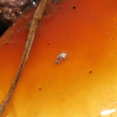 Symphypleona sp. (order) at Downer, ACT - 23 Jul 2021 12:25 PM