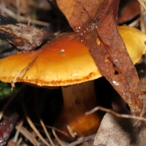 Symphypleona sp. (order) at Downer, ACT - 23 Jul 2021