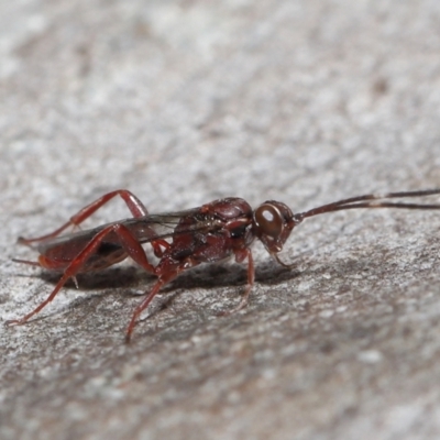 Ichneumonoidea (Superfamily) (A species of parasitic wasp) at Acton, ACT - 16 Jul 2021 by TimL