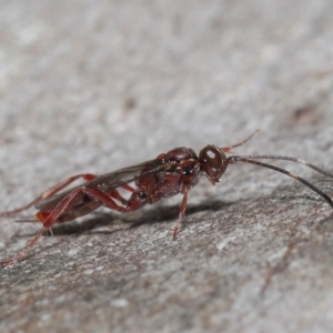 Ichneumonoidea (Superfamily) at Acton, ACT - 16 Jul 2021