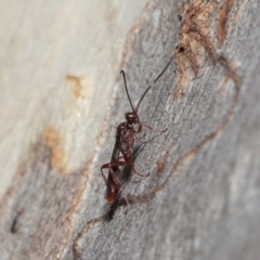 Ichneumonoidea (Superfamily) at Acton, ACT - 16 Jul 2021