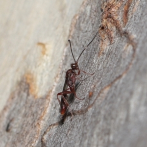 Ichneumonoidea (Superfamily) at Acton, ACT - 16 Jul 2021 12:34 PM