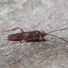 Ichneumonoidea (Superfamily) at Acton, ACT - 16 Jul 2021