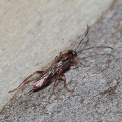 Ichneumonoidea (Superfamily) at Acton, ACT - 16 Jul 2021 12:34 PM