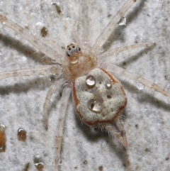 Tamopsis sp. (genus) (Two-tailed spider) at ANBG - 20 Jul 2021 by TimL