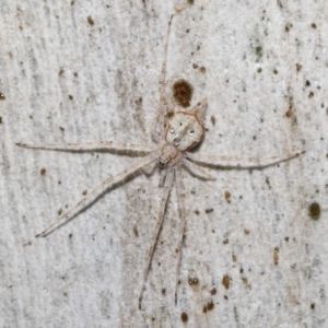 Tamopsis sp. (genus) at Downer, ACT - 20 Jul 2021 11:22 AM